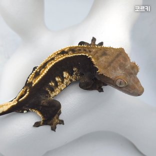 코르키