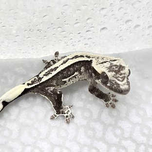 Axanthic