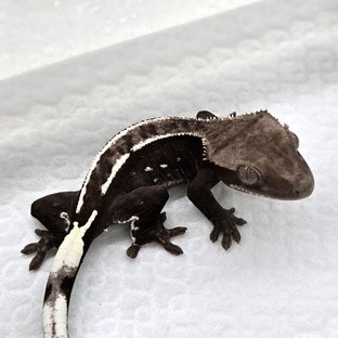 Axanthic
