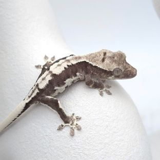 릴잔틱