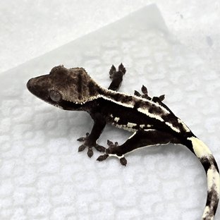 Axanthic