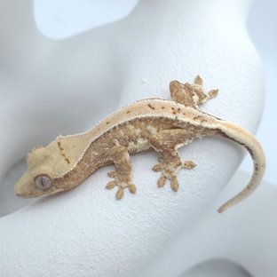 100%헷아잔틱