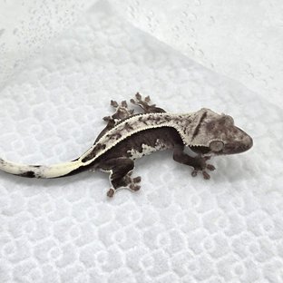 Axanthic