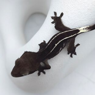 애니 x 루시안