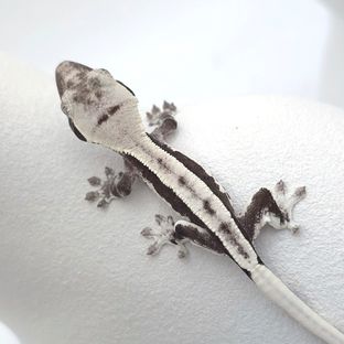 릴잔틱