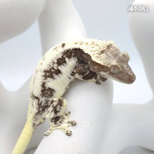 세주아니