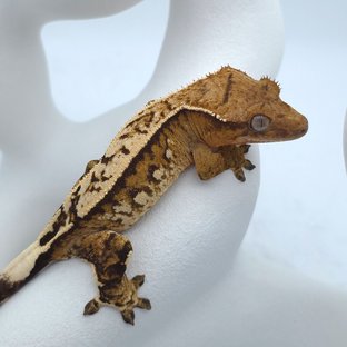 100%헷아잔틱