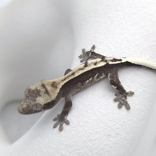 아잔틱