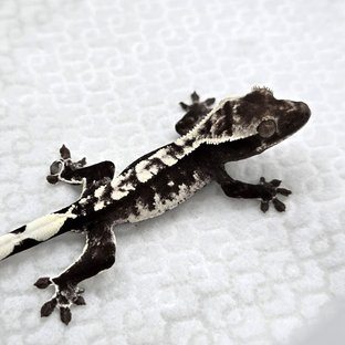Axanthic