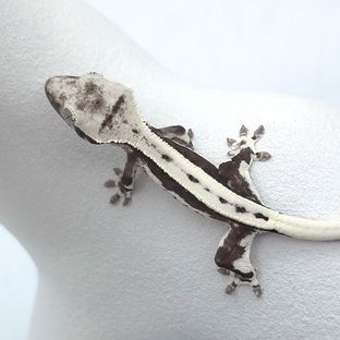 릴잔틱