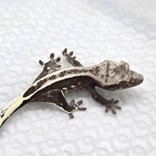 Axanthic