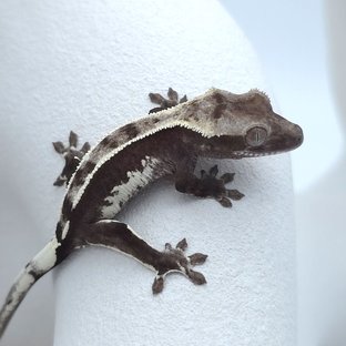아잔틱
