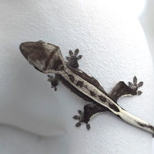 아잔틱