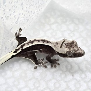 Axanthic