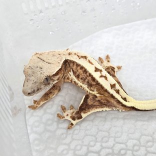 릴리100%헷아잔틱