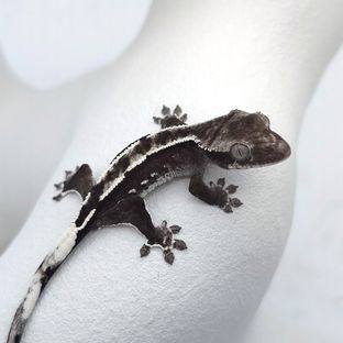 아잔틱