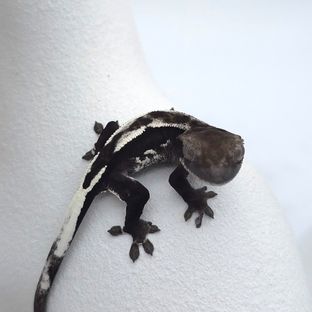 아잔틱
