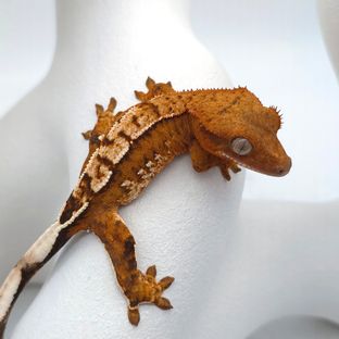 100%헷아잔틱
