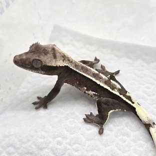 Axanthic