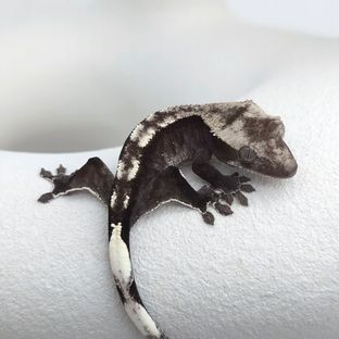 아잔틱