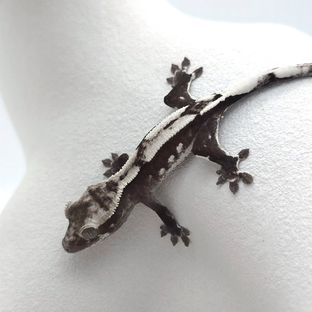 아잔틱