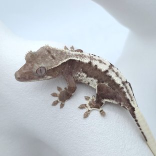릴잔틱