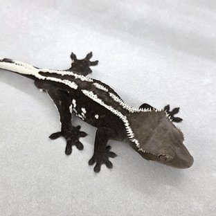 Axanthic