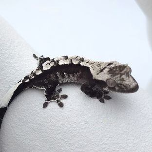 아잔틱
