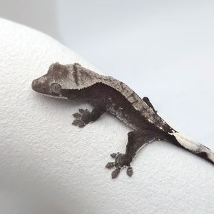 아잔틱