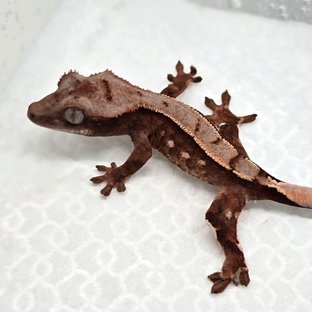 신가1 x 말파이트