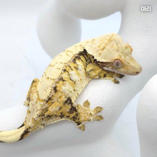 아리