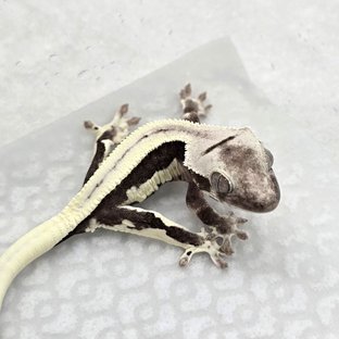 Lilly Axanthic