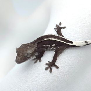 아잔틱