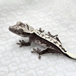 Axanthic