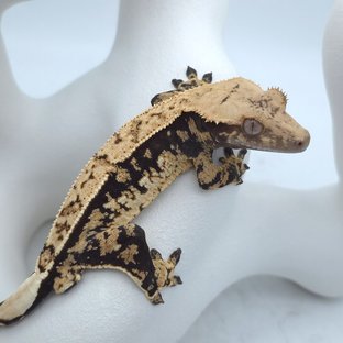 100%헷아잔틱