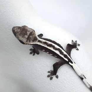 아잔틱