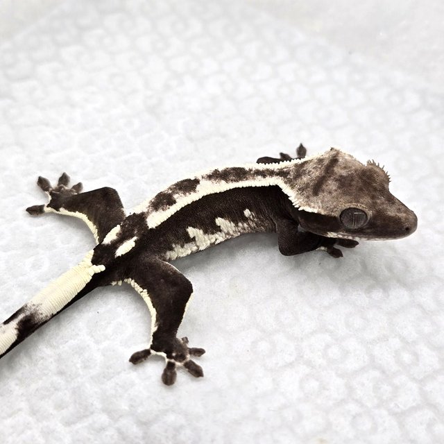 Axanthic