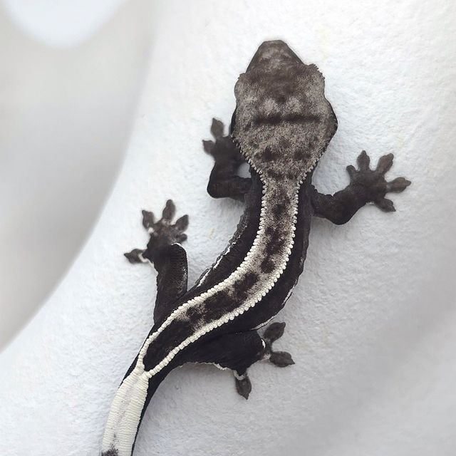 아잔틱