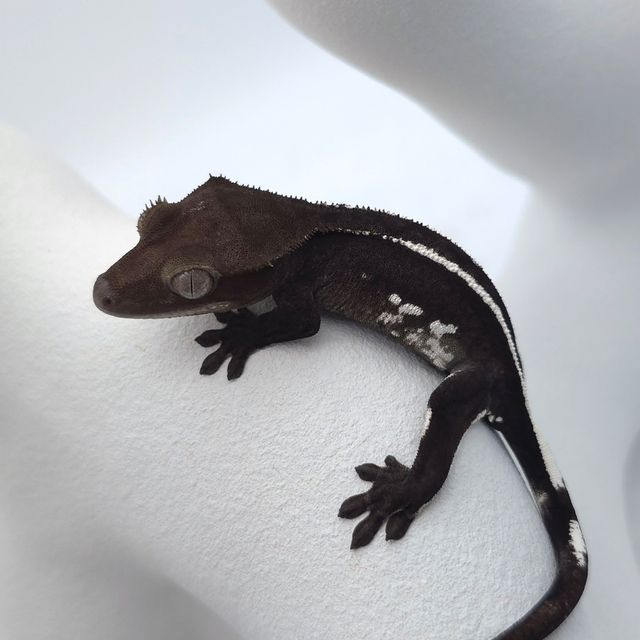 아잔틱