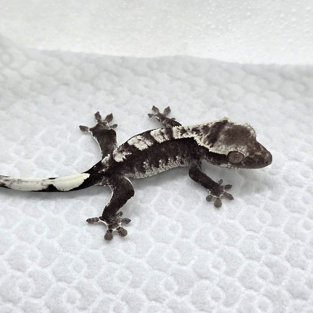 Axanthic
