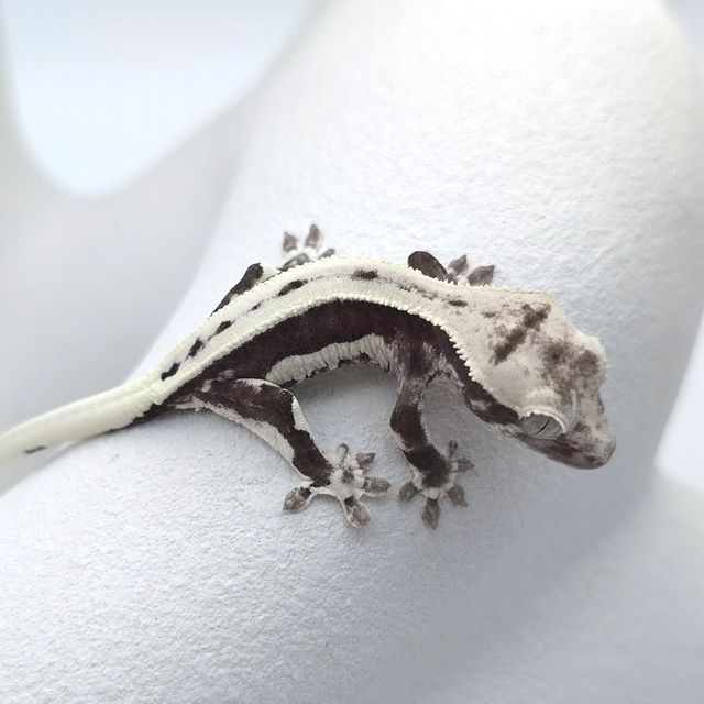 릴잔틱