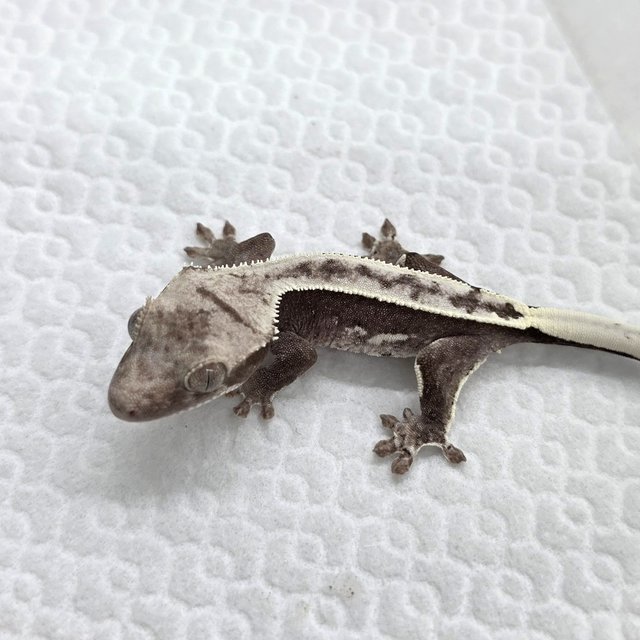 Axanthic
