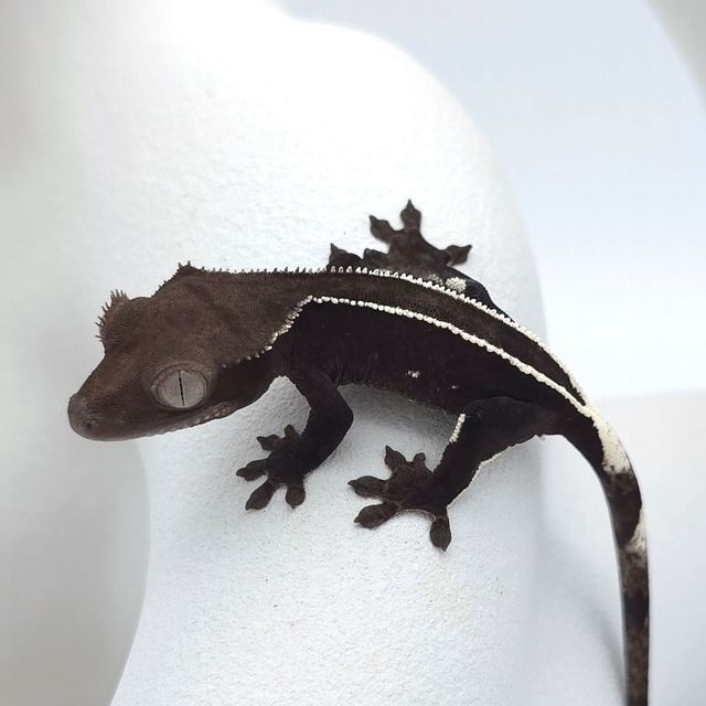 아잔틱