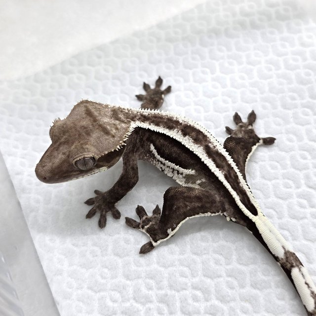Axanthic