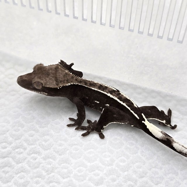 Axanthic