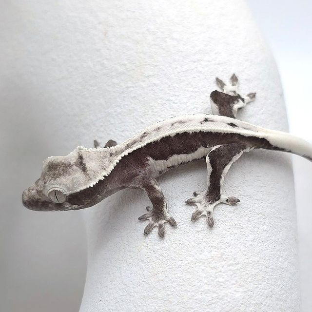 릴잔틱