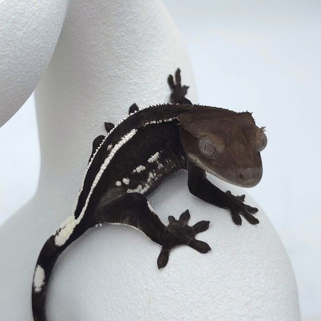 아잔틱