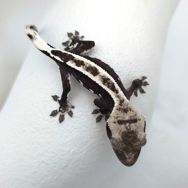 아잔틱