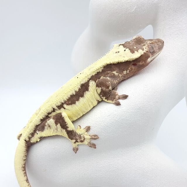 프라푸치노