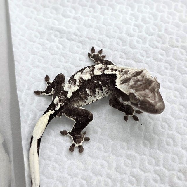Axanthic